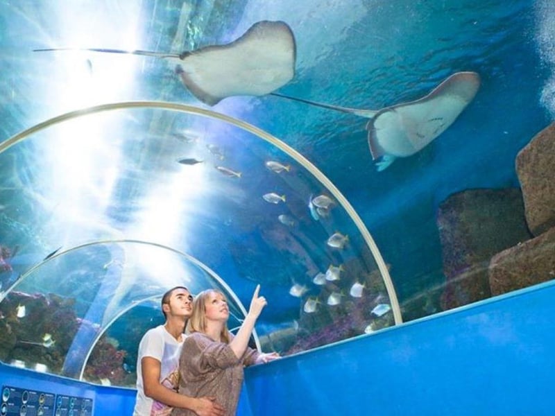 Families can take a trip under the sea with a visit to Blue Reef Aquarium to discover the fantastic variety of creatures which can be found living off our shores. Blue Reef is on Clarence Esplanade and is open everyday (except Christmas Day) from 10am, last entry is always one hour before closing. Tickets start at £10.50. www.bluereefaquarium.co.uk/portsmouth