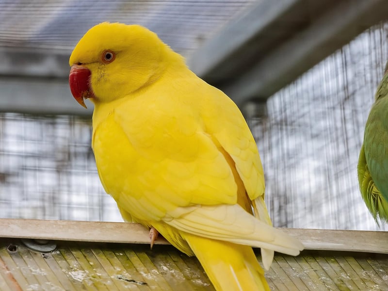Residents of the aviary at College Park. Picture: Mike Cooter (06042023)
