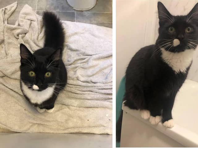 Laura Egan's cat Bazal, which has been missing for a week