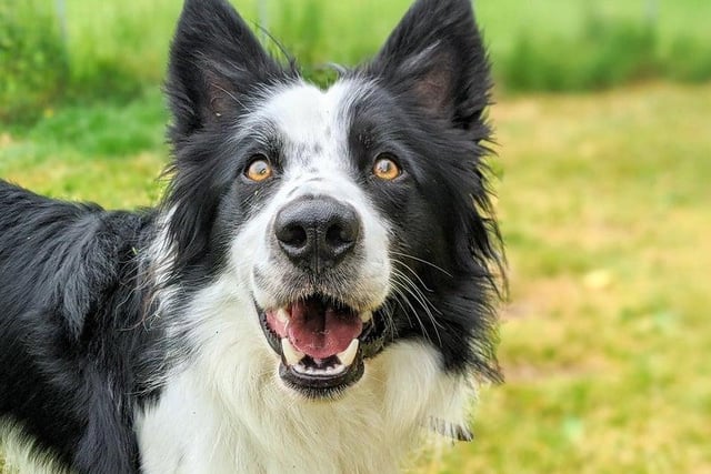 A story aiming to find forever homes for a whole host of gorgeous animals being cared for by Chesterfield/North Derbshire RSPCA really struck a chord with our readers. It racked up 89,000 page views and was the third most popular story of the year. It was published on July 8.