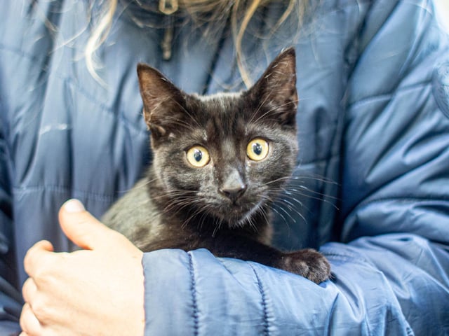 RSPCA The Stubbington Ark, Stubbington on Tuesday 13th February 2024

Pictured: Animals in need of a home

Picture: Habibur Rahman
