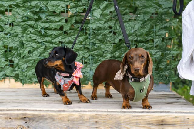 Dogs Gee Gee and Tina at the Dachshunds Festival in Stubbington.