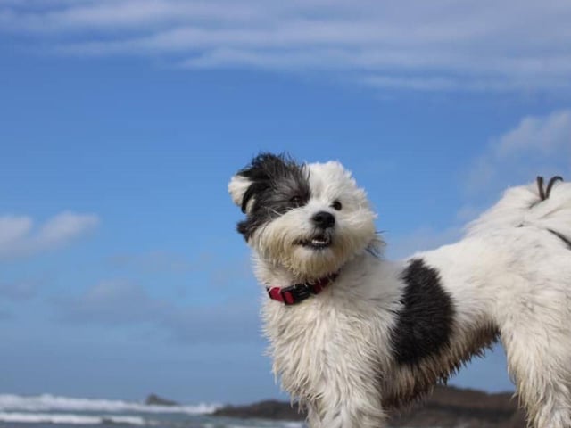 Darren Hewett shared this adorable picture of Bella.
