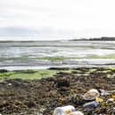 Farlington Marshes. Picture: Habibur Rahman