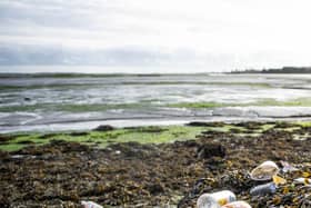 Farlington Marshes. Picture: Habibur Rahman