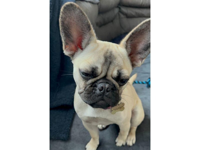 Coco is in desperate need of surgery to help her keep her eye sight as well as improve her breathing.