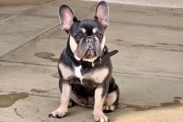French bulldog Nellie was targeted by a suspected dog thief in Southsea on January 22.