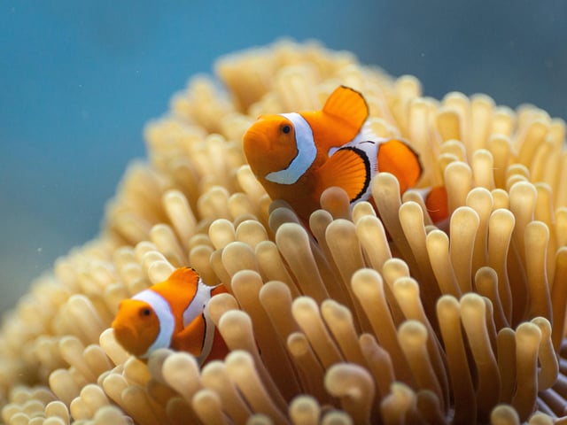 A clown anemonefish on a coral reef in Raja Ampat, Indonesia.