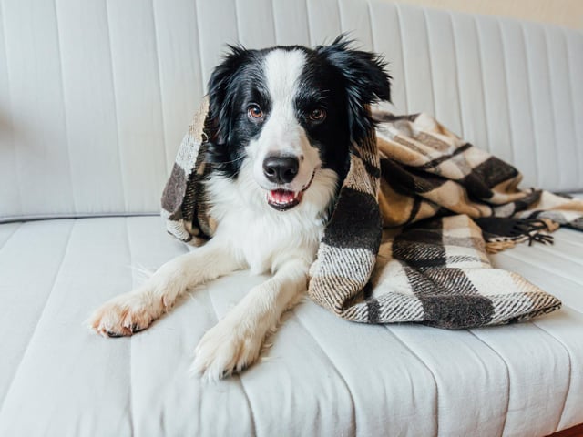 Border Collie dogs were featured in 17,499,859 hashtags.