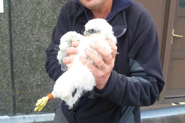 Keith Betton, peregrine falcon expert, will be working with the council to find a solution.