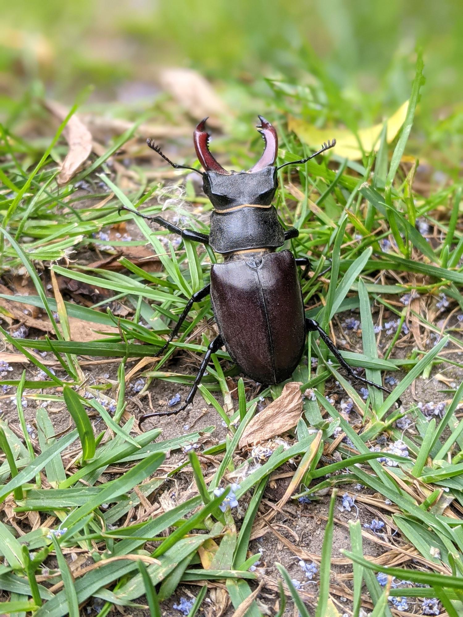 Stag beetles in Portsmouth and Hampshire: Residents are wanted to help count insects for survey