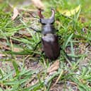 A male stag beetle