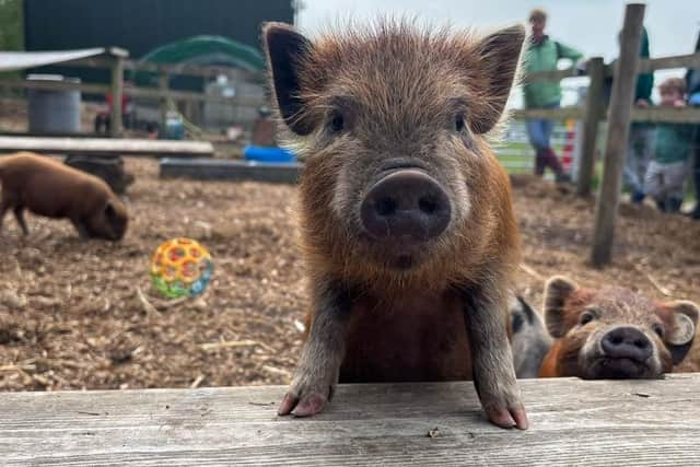 Interacting with animals isn't just for kids - Animal News Agency