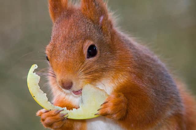 Meet the local wildlife, including red squirrels. Picture by Visit Isle of Wight