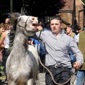 The annual Wickham Horse Fair took place on Monday, May 20, 2024, in The Square, Wickham. 

Picture: Sarah Standing (200524-9143)