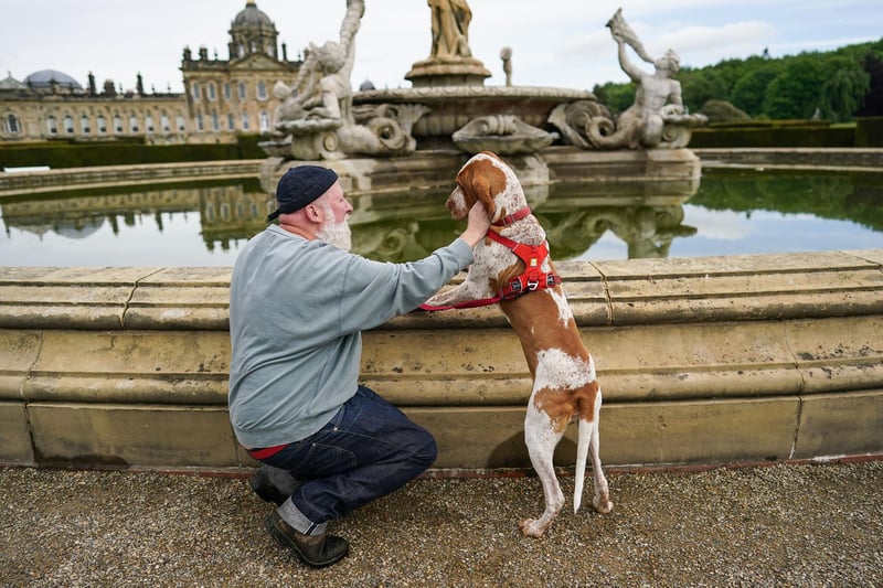 The Bracco Italiano is a versatile dog that is gentle in the home and easy to train. 

Photo by Ian Forsyth/Getty Images