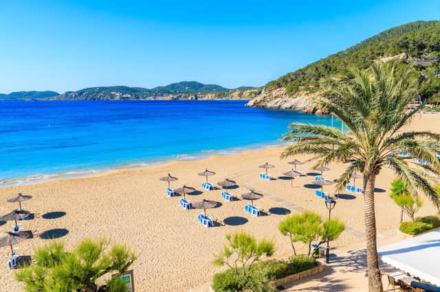 Remember these? Palm trees and sun loungers on sandy Cala San Vicente beach, Ibiza, Spain.