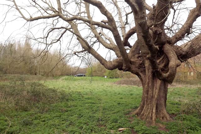 Nearly 30 years later the playing fields have been built on. The tree remains, but for how long? Picture: Bob Hind