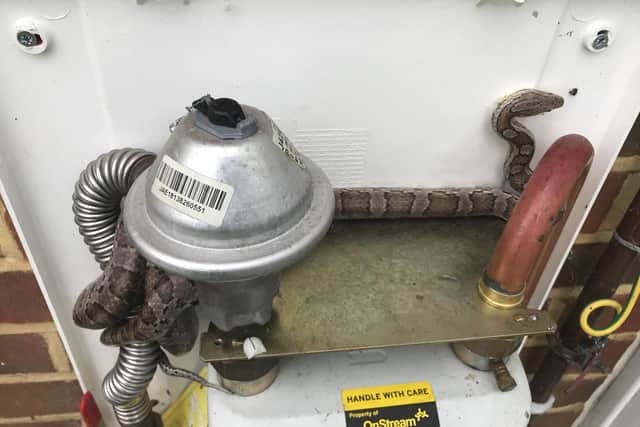 A gas meter reader was shocked to discover a snake hiding in the meter box of a Gosport home.