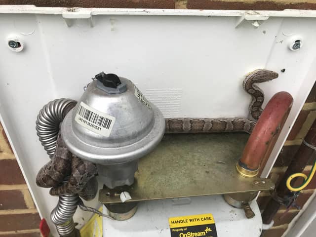 A gas meter reader was shocked to discover a snake hiding in the meter box of a Gosport home.
