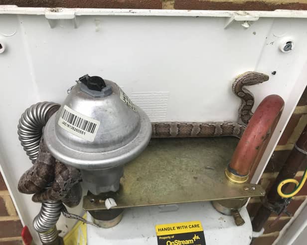 A gas meter reader was shocked to discover a snake hiding in the meter box of a Gosport home.