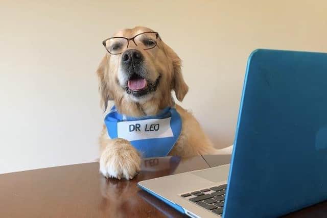 Therapy dogs from Southampton Childrens Hospital are spreading important health information and engaging children in a colouring campaign while they cannot visit wards. Pictured: Dogtor Leo, canine medical officer
