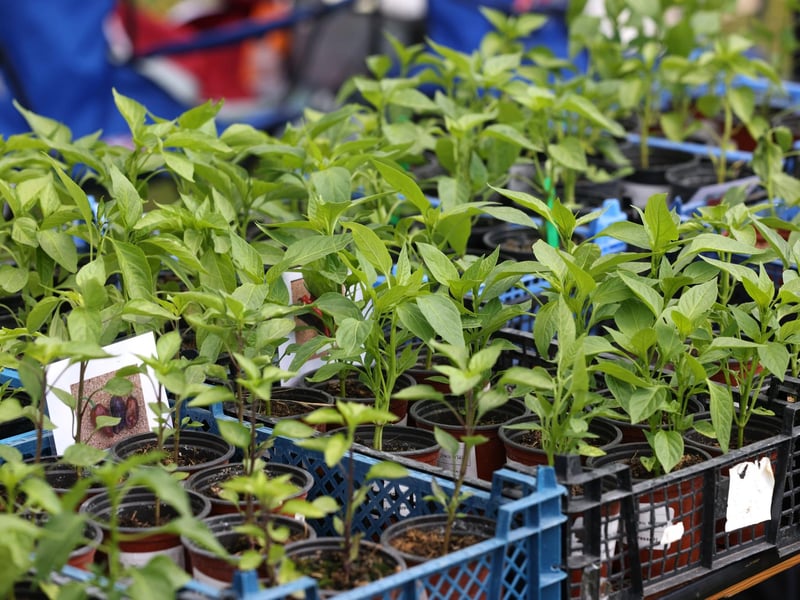 Chili plants on sale.
Saturday 20th May 2023.
Picture: Sam Stephenson.