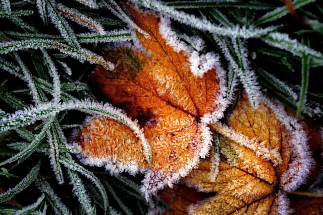 Ice crystals on a frozen leaf during frosty weather. Photo credit: Victoria Jones/PA Wire