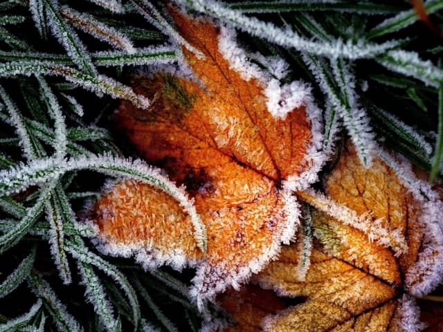 Ice crystals on a frozen leaf during frosty weather. Photo credit: Victoria Jones/PA Wire