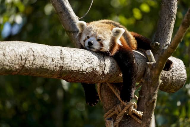 Marwell Wildlife has launched a fundraising campaign while the zoo is closed to the public.Female red panda (Mei Mei) sunbathing in the Autumn sunshine. Credit: Marwell Wildlife