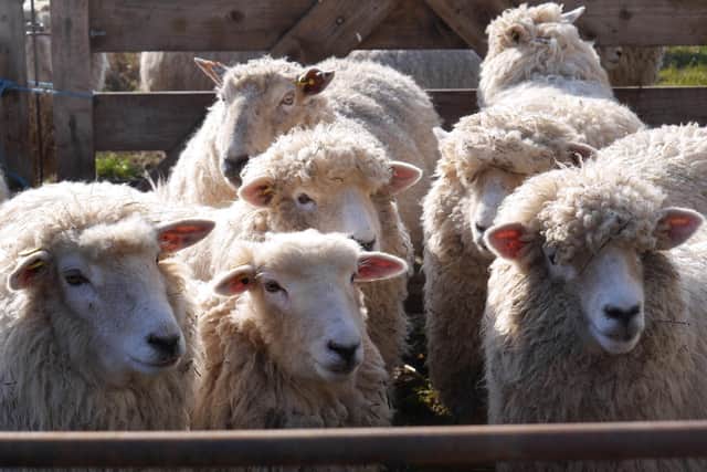 Westlands Farm Shop in Shedfield is hosting its popular lambing event from April 1-4, 2023