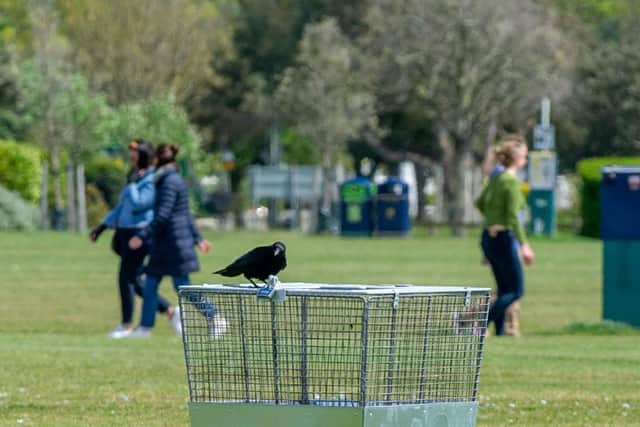 A crow pictured at Southsea Common, Southsea after Russ' injury in May. Picture: Habibur Rahman