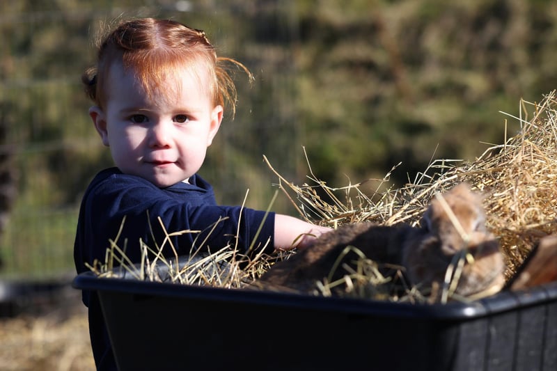 Half term farm visiting Fort Nelson in Portsmouth, Hampshire.

Pictured is Georgie Johnson, 2.

Monday 12th February 2024.

Picture: Sam Stephenson.