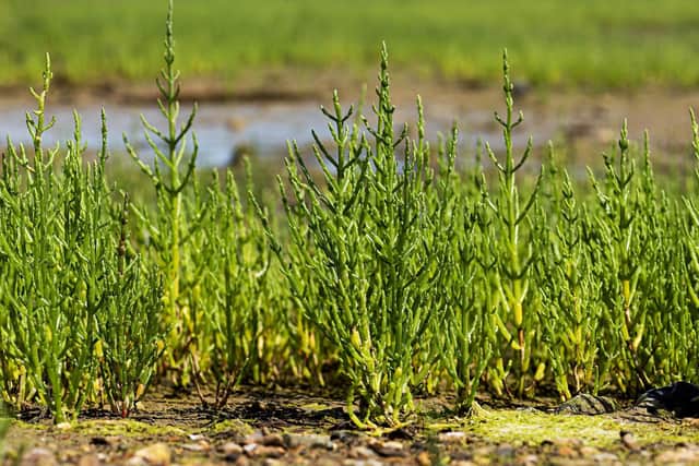 Glasswort, by Paul Adams