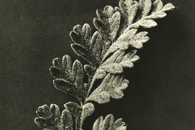 The exhibtion showcases 40 photogravures.