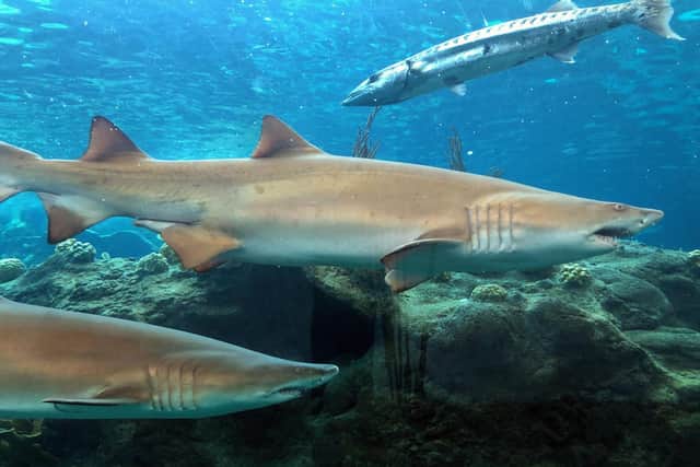 Sharks were found in a Sussex house. Picture: GIANRIGO MARLETTA/AFP via Getty Images