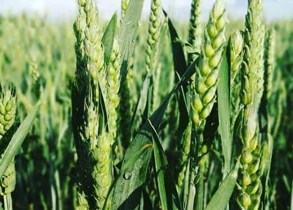 Scientists from the University of Portsmouth have been looking at new techniques to improve food production to cope with changing climatic conditions.
Photograph by @richardsonreporter