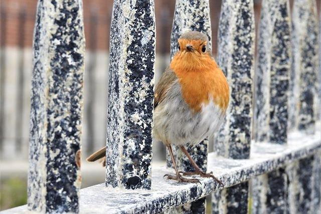 This lovely robin was seen catching a breather at Southsea Castle.