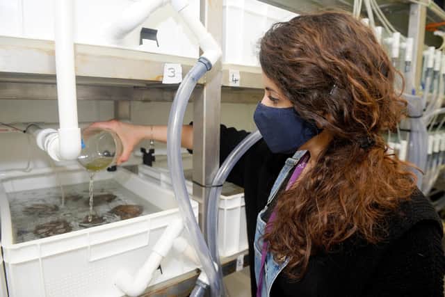 The oysters rely on an algae solution for nutrients.
Picture: Sarah Standing (220321-5176)