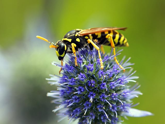 Nobody likes being stung by a jasper, or wasp.