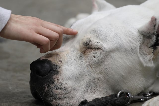 The Dogo Argentino is banned in the UK. 
(Photo by Koichi Kamoshida/Getty Images)