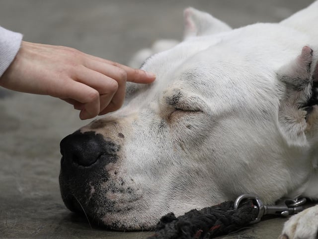 The Dogo Argentino is banned in the UK.
(Photo by Koichi Kamoshida/Getty Images)