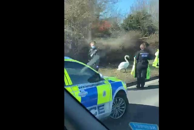 Police have had some luck capturing a distressed swan that was causing chaos in Copnor.
