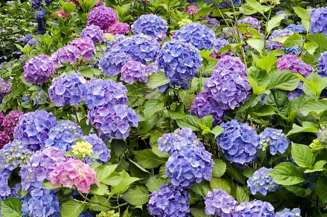 Don't let hydrangeas' roots dry out.