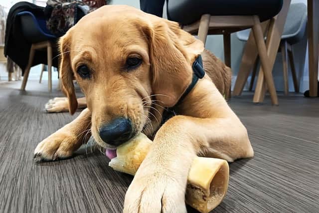Trainee Guide Dogs pup Ralph