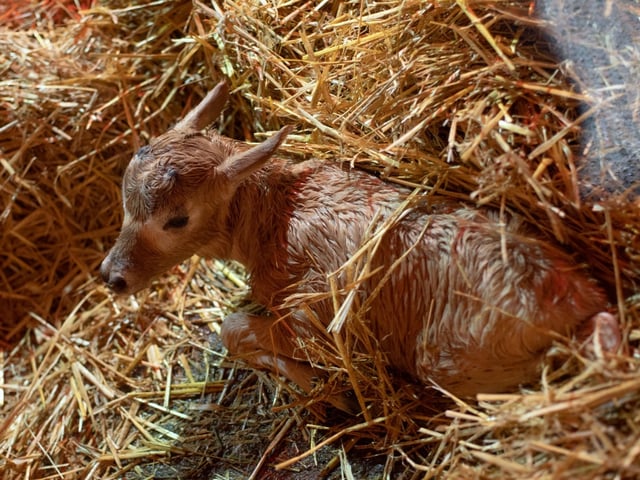 Guests at Marwell Zoo got to witness the birth of a Critically Endangered addax calf.
Picture credit: Marwell Zoo