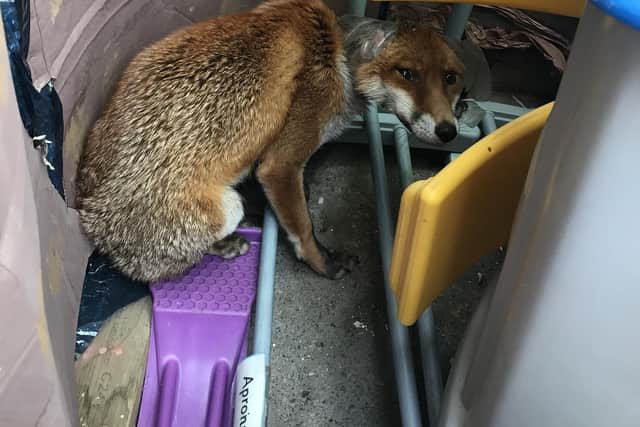 The fox has now been released after being treated for its injuries. Picture: RSPCA