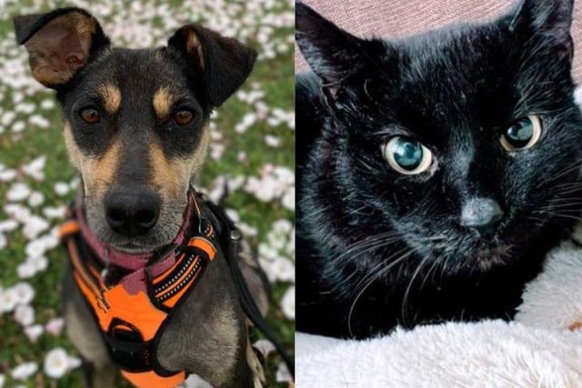 Phoenix Rehoming are looking for people to adopt the dogs and cats in their care - can you help?