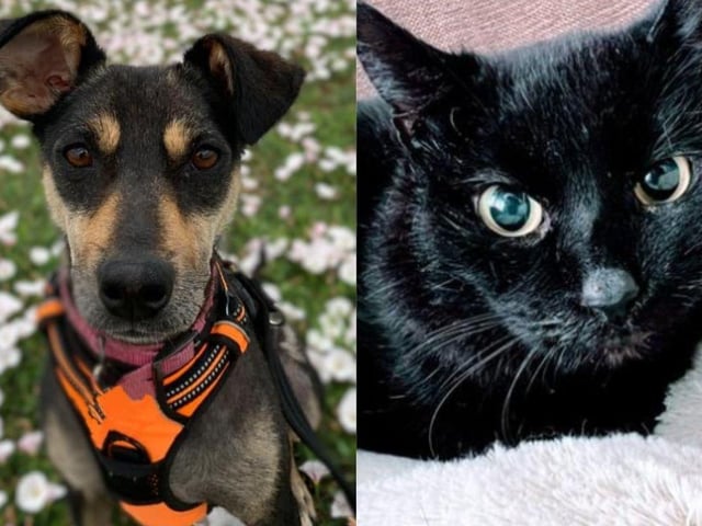 Phoenix Rehoming are looking for people to adopt the dogs and cats in their care - can you help?
