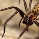 The common House Spider lurks in our homes (photo: Adobe)